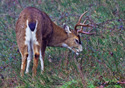 Odocoileus hemionus